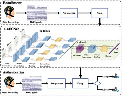 Authentication using c-VEP evoked in a mild-burdened cognitive task